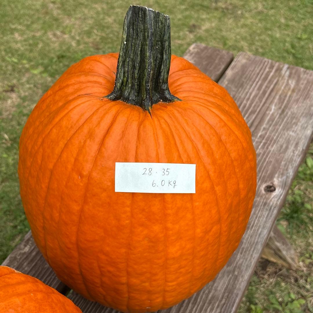 【あかなまこ】ハロウィンかぼちゃ　本物