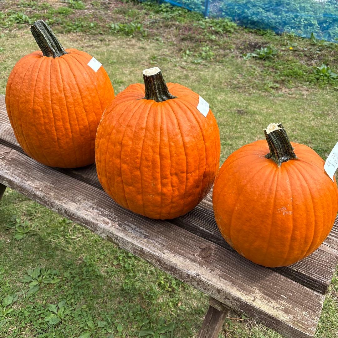 【あかなまこ】ハロウィンかぼちゃ　本物