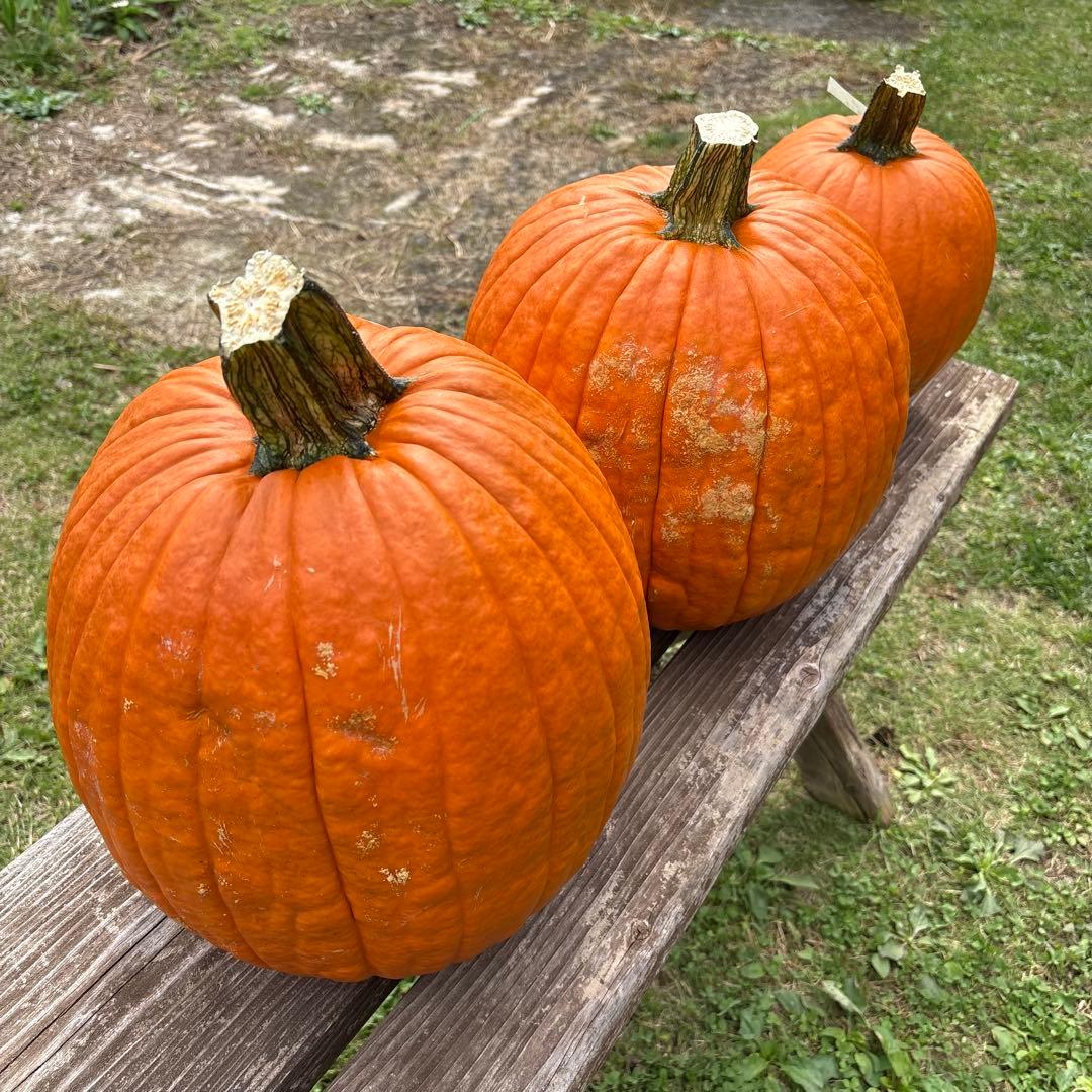 【あかなまこ】ハロウィンかぼちゃ　本物