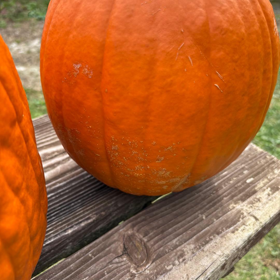 【あかなまこ】ハロウィンかぼちゃ　本物