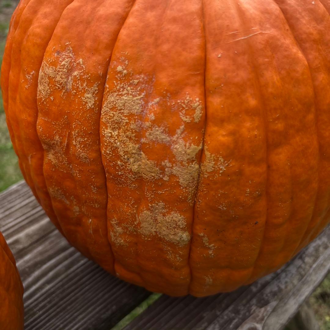 【あかなまこ】ハロウィンかぼちゃ　本物