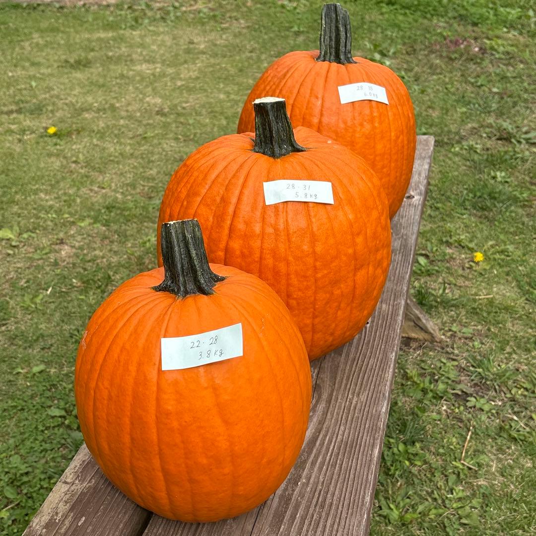 【あかなまこ】ハロウィンかぼちゃ　本物