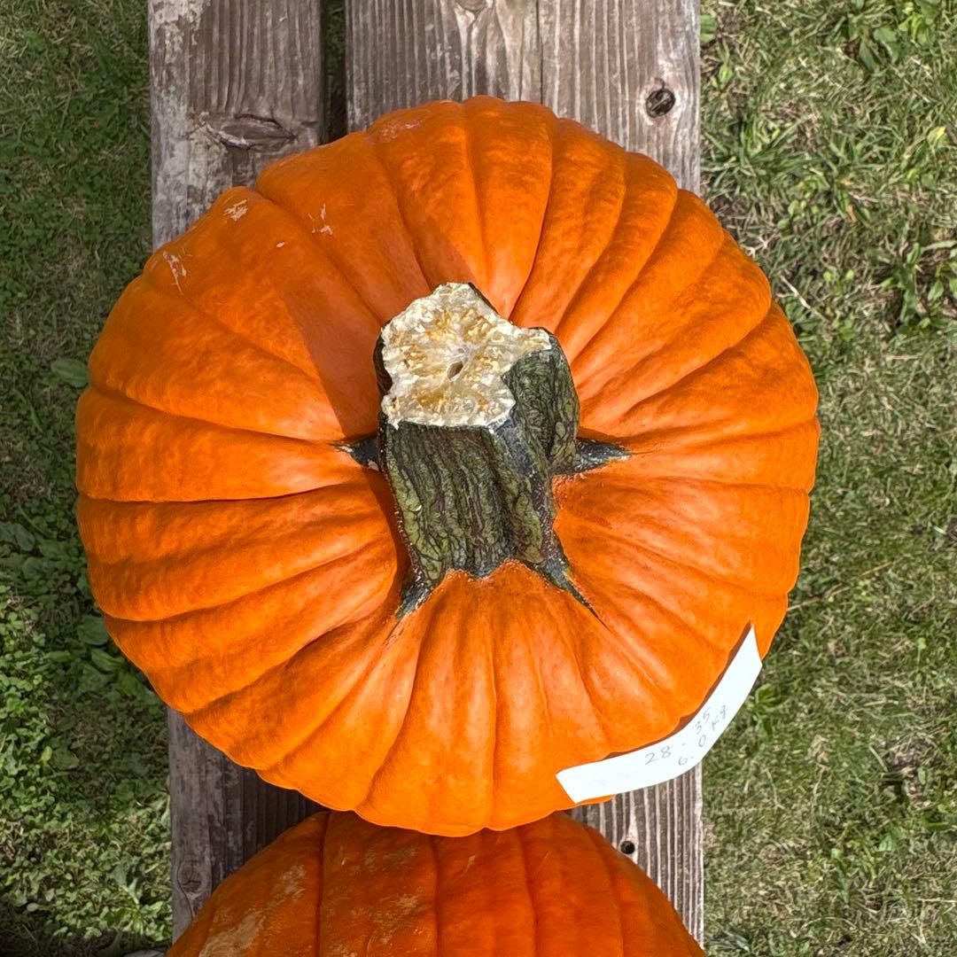 【あかなまこ】ハロウィンかぼちゃ　本物