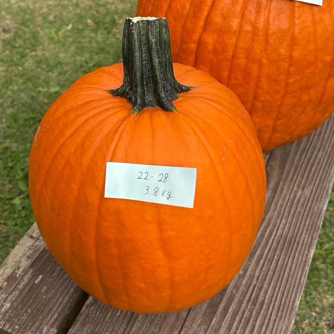 【あかなまこ】ハロウィンかぼちゃ　本物