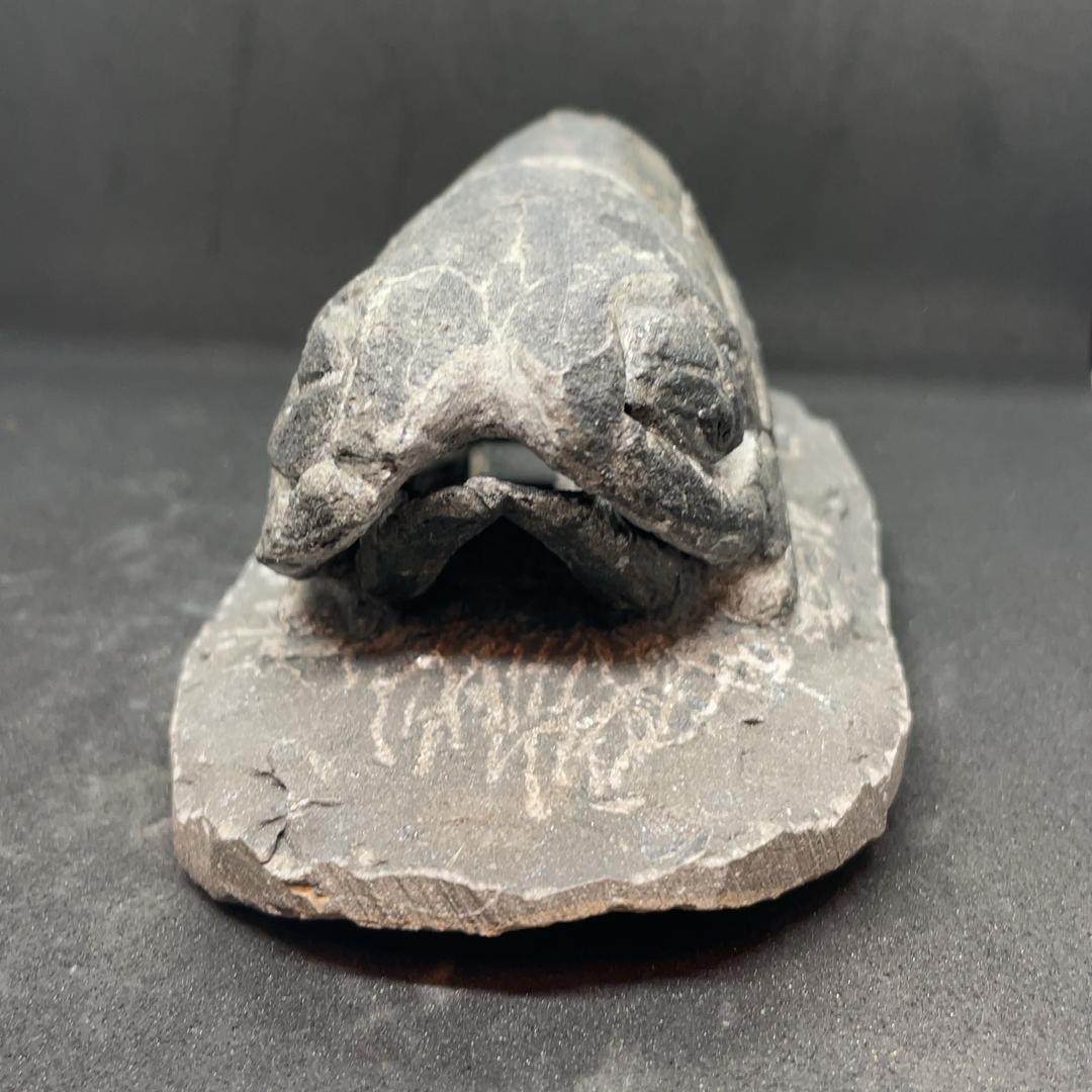 エンセオステウス　placoderm fish　化石 おまけ付き