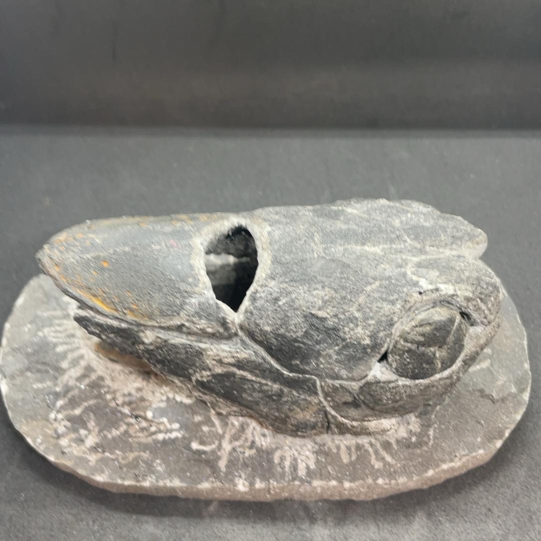 エンセオステウス　placoderm fish　化石 おまけ付き