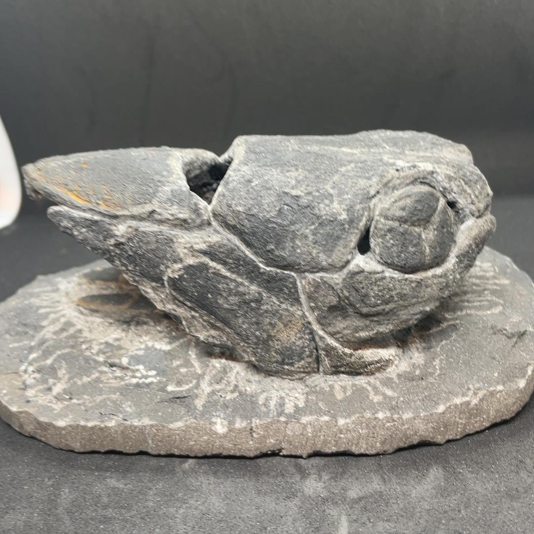 エンセオステウス　placoderm fish　化石 おまけ付き