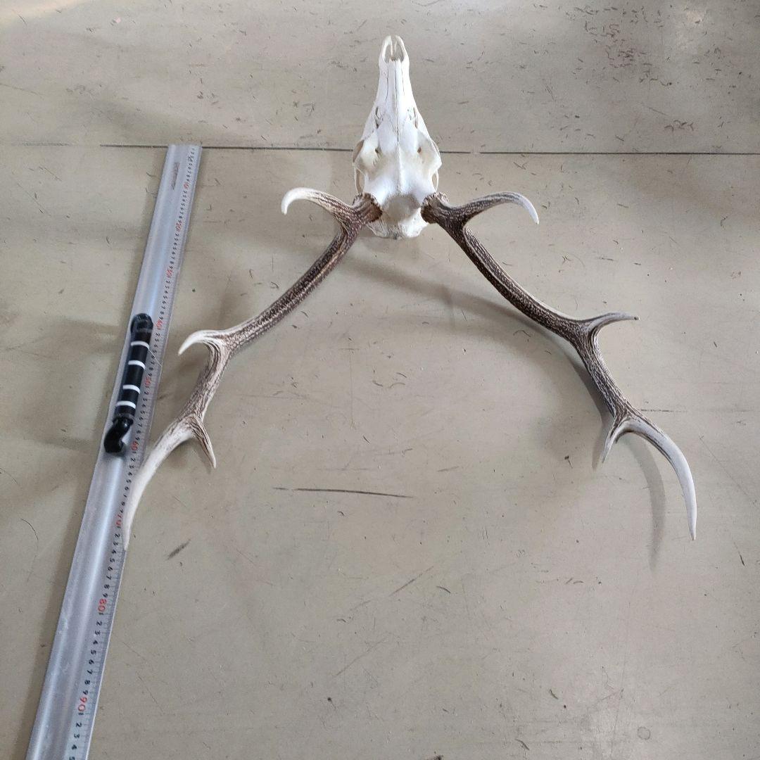 002 スカル頭蓋骨　ハンティングトロフィー　剥製　はく製　エゾシカ