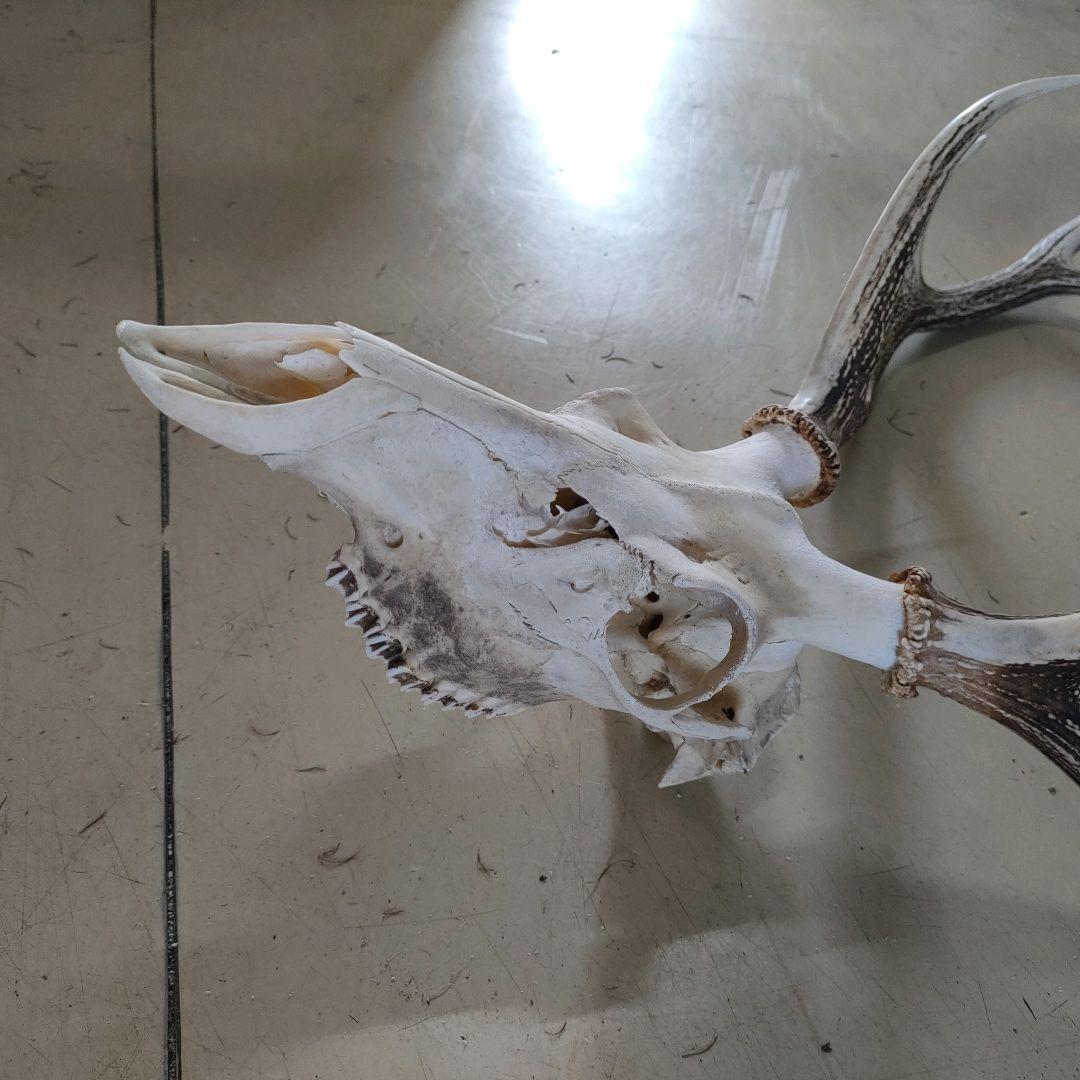 002 スカル頭蓋骨　ハンティングトロフィー　剥製　はく製　エゾシカ