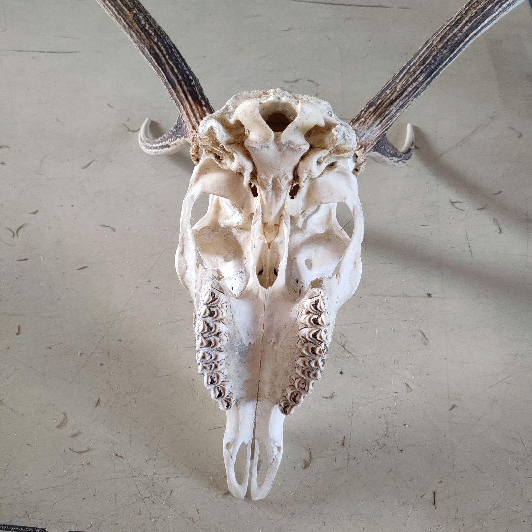 002 スカル頭蓋骨　ハンティングトロフィー　剥製　はく製　エゾシカ