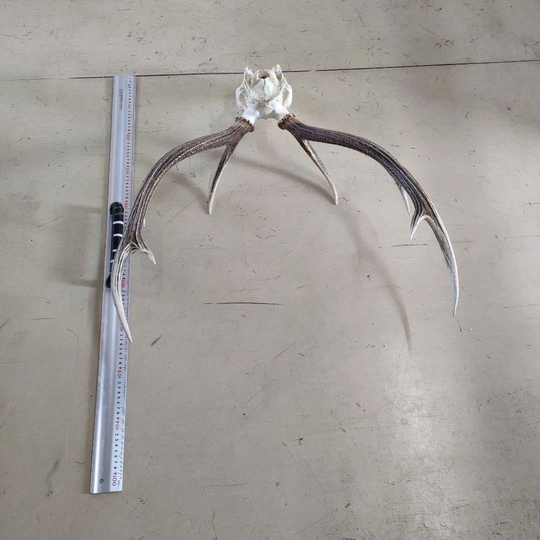 002 スカル頭蓋骨　ハンティングトロフィー　剥製　はく製　エゾシカ