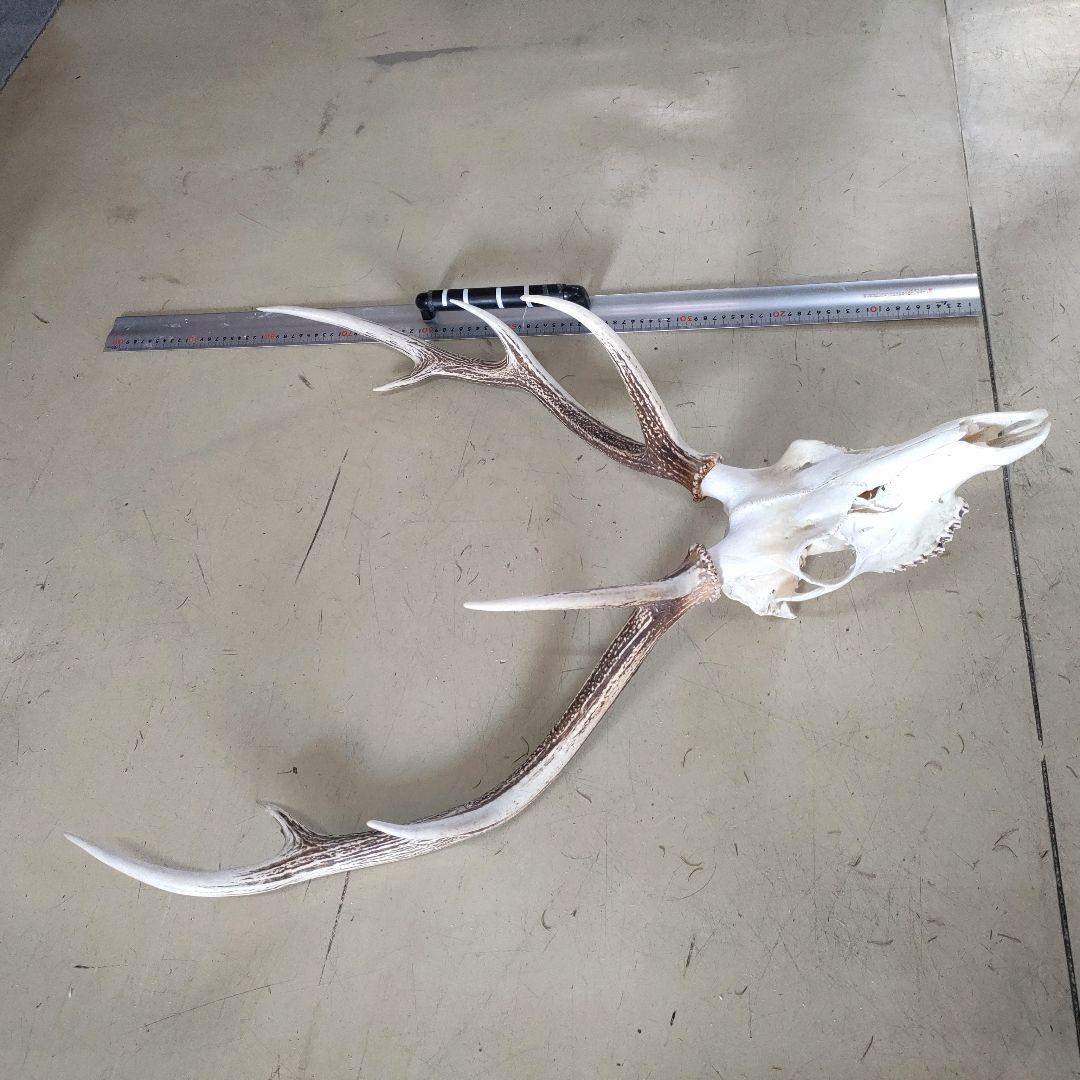 002 スカル頭蓋骨　ハンティングトロフィー　剥製　はく製　エゾシカ