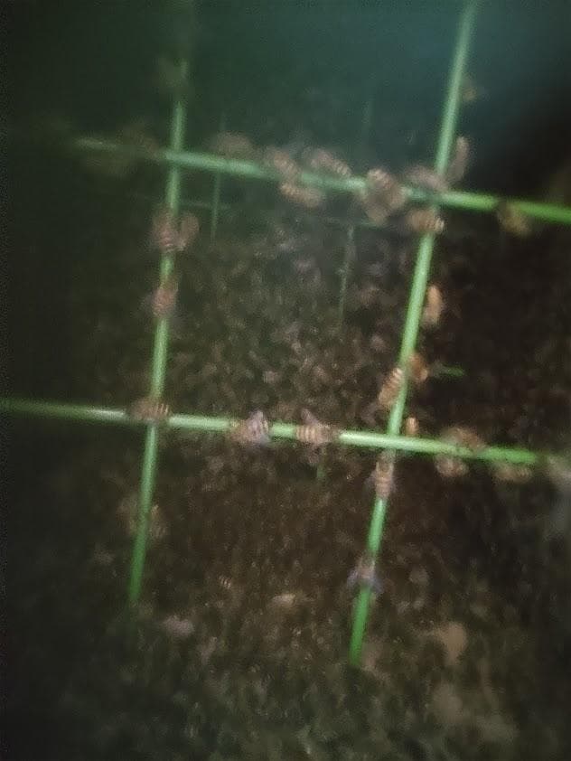 日本蜜蜂 重箱式巣箱4段スライド底板 スノコ付き　誘引液300cc付　セット割有