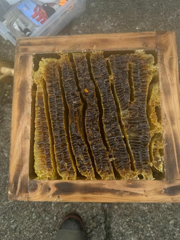 日本蜜蜂 重箱式巣箱4段スライド底板 スノコ付き　誘引液300cc付　セット割有