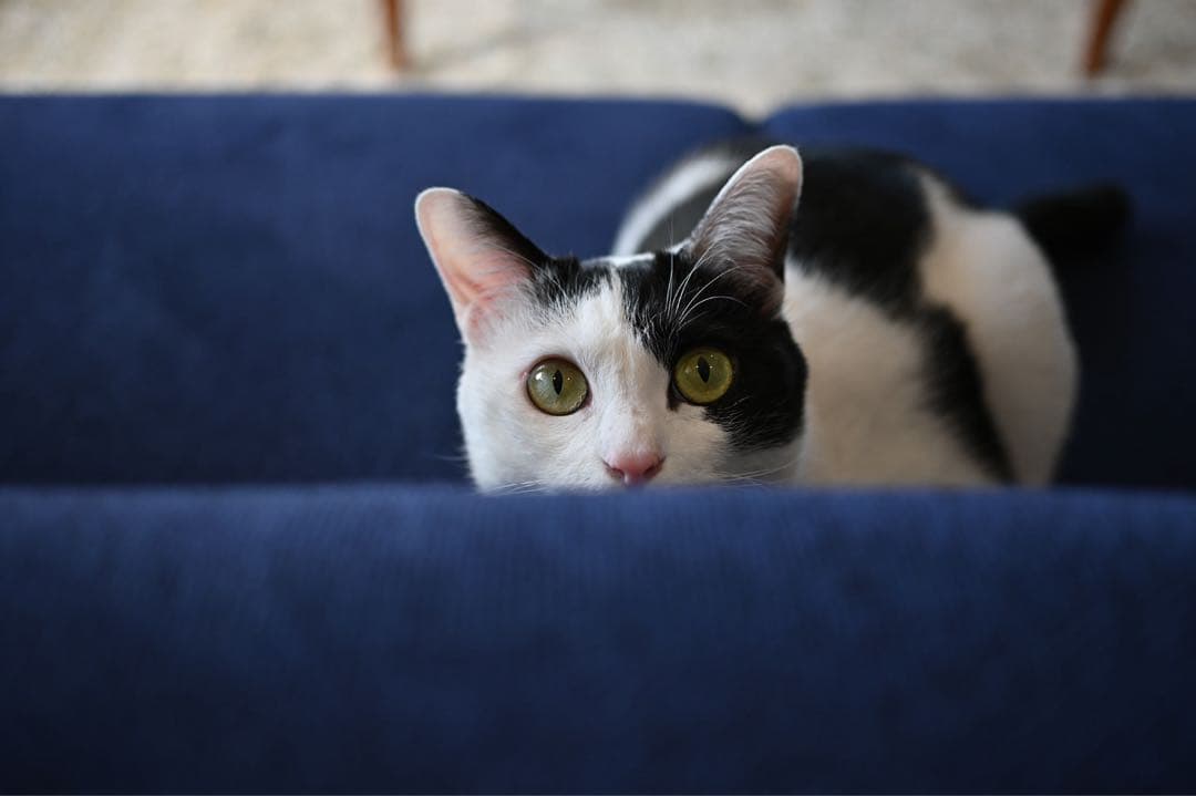 【ほぼ未使用】NIKKOR Z DX 24mm f/1.7