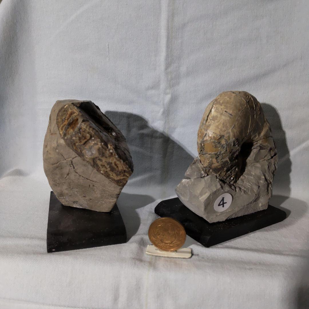 北海道アンモナイト化石、夏休み特別出品、正常巻４点＋異常巻４点＋資料５点