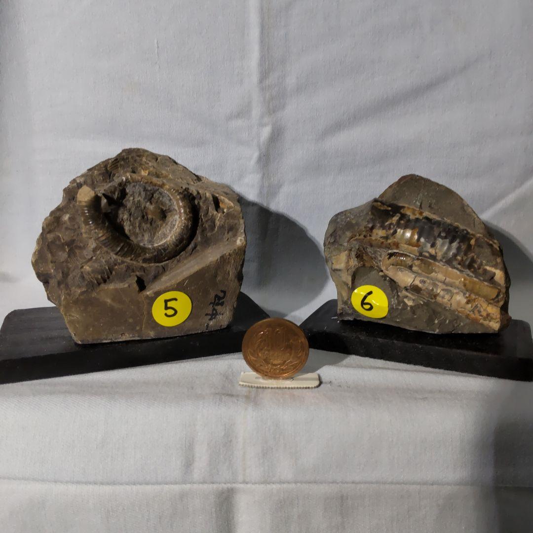 北海道アンモナイト化石、夏休み特別出品、正常巻４点＋異常巻４点＋資料５点