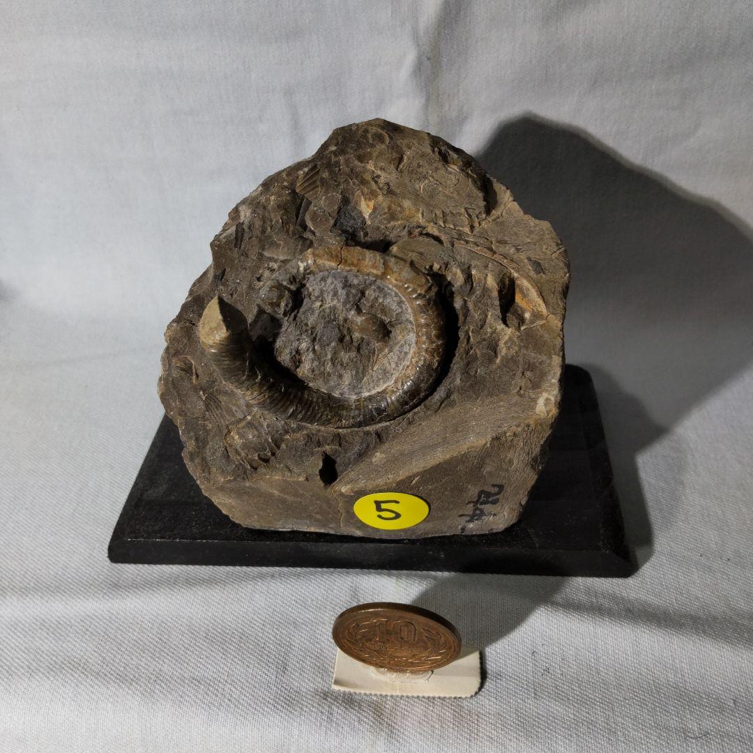 北海道アンモナイト化石、夏休み特別出品、正常巻４点＋異常巻４点＋資料５点