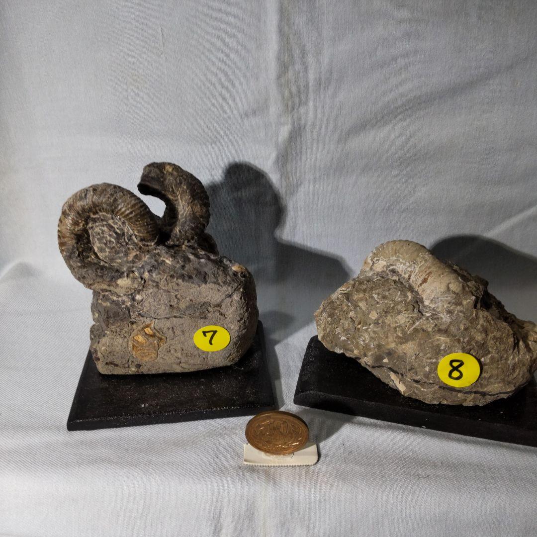 北海道アンモナイト化石、夏休み特別出品、正常巻４点＋異常巻４点＋資料５点