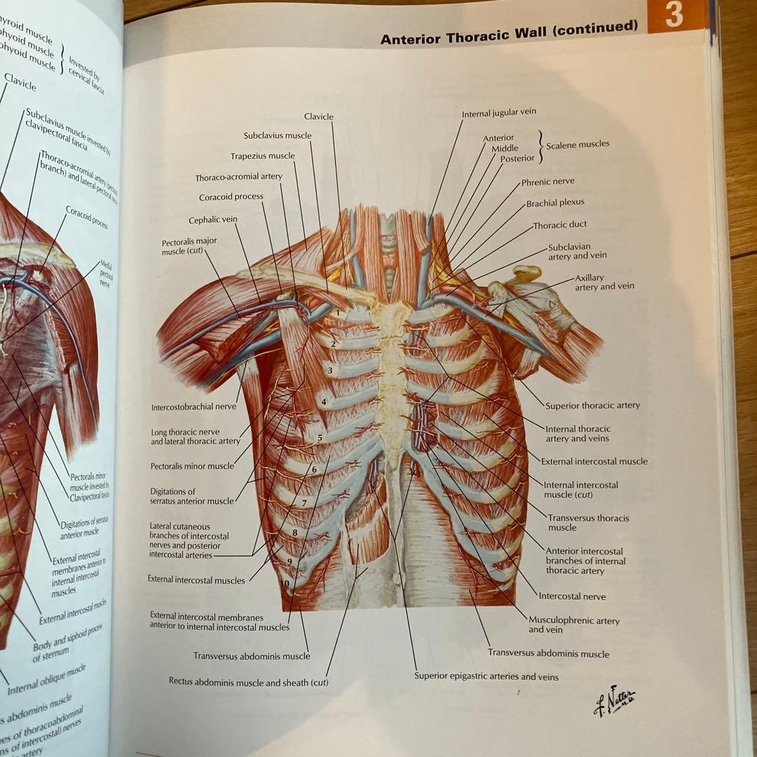 健康・医学 ATLAS OF HUMAN ANATOMY 6th EDITION