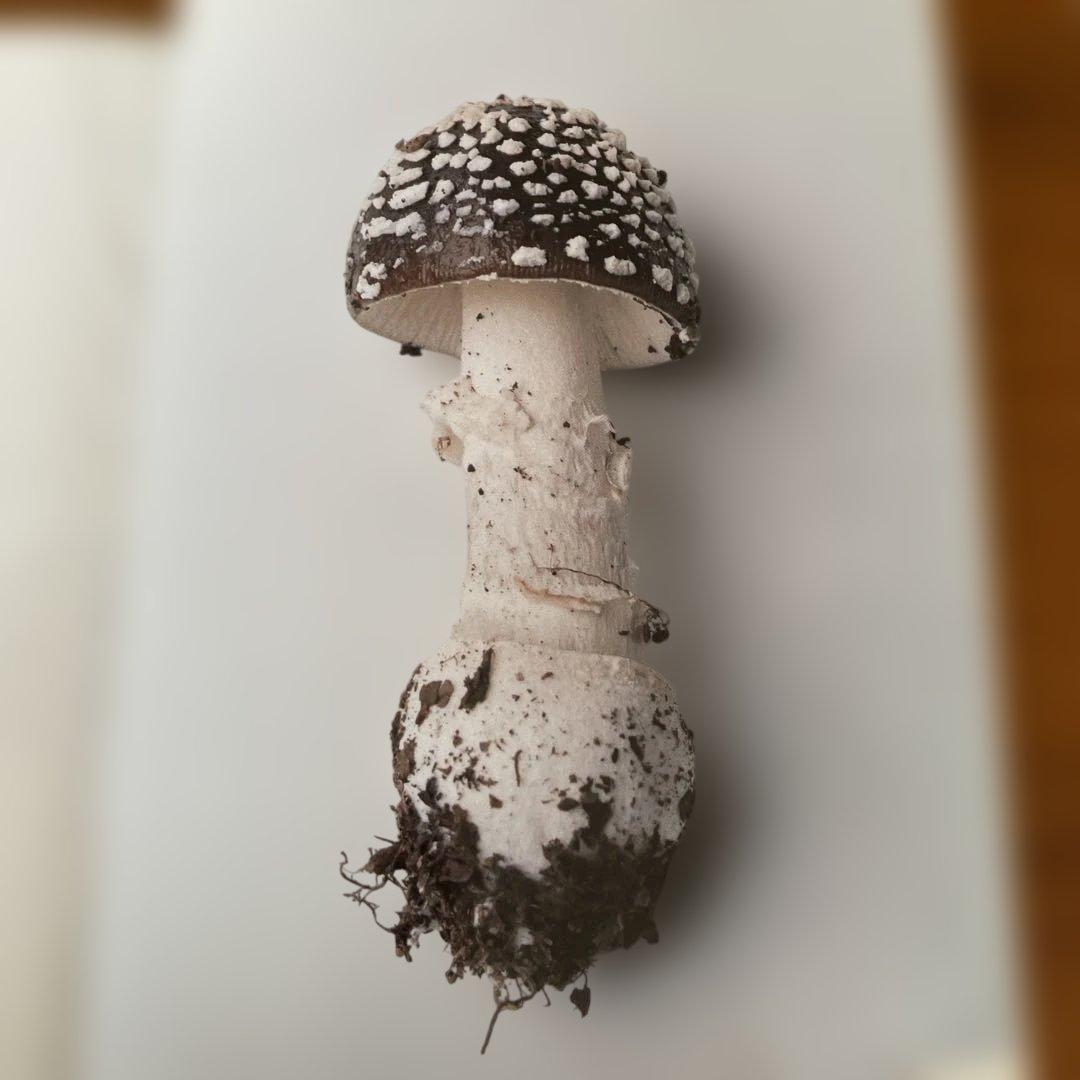 『ホンマタカシ　ニュー・ドキュメンタリー』展図録➕フライヤー＆パンフレット2部