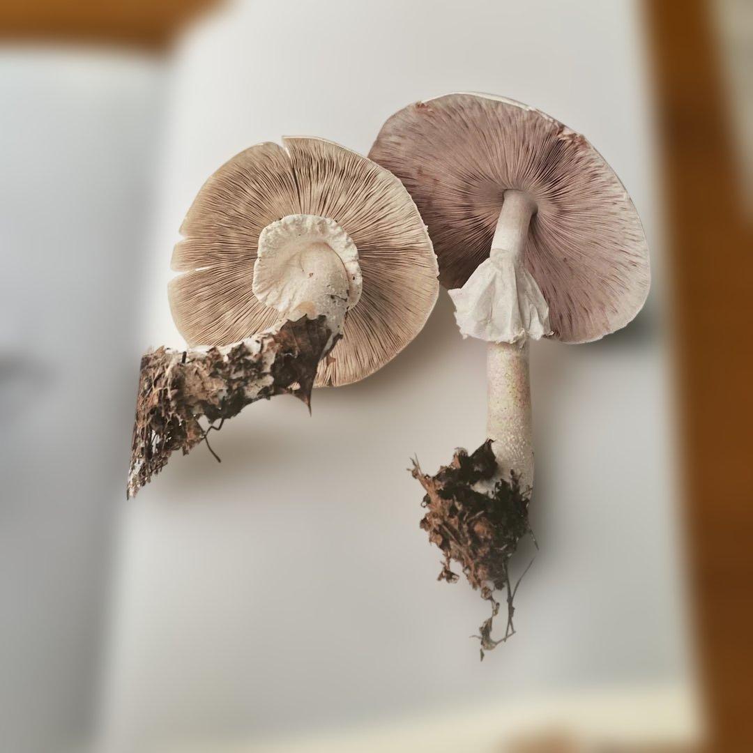 『ホンマタカシ　ニュー・ドキュメンタリー』展図録➕フライヤー＆パンフレット2部