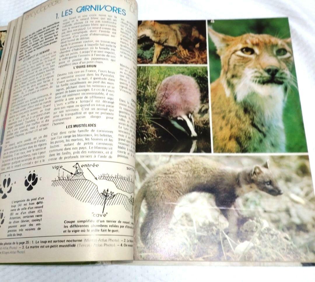 少女雑誌　洋書　古書　フランス　ジャーナル アルバム