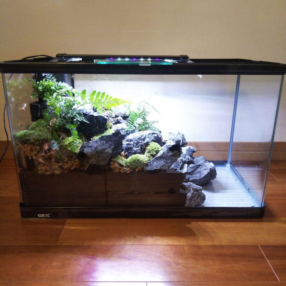 【受注生産】６0センチ水槽アクアテラリウム　イモリウム　苔テラリウム　テラリウム