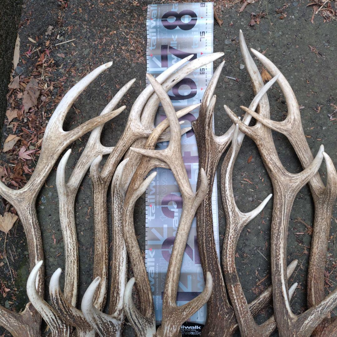 蝦夷鹿の角　10本