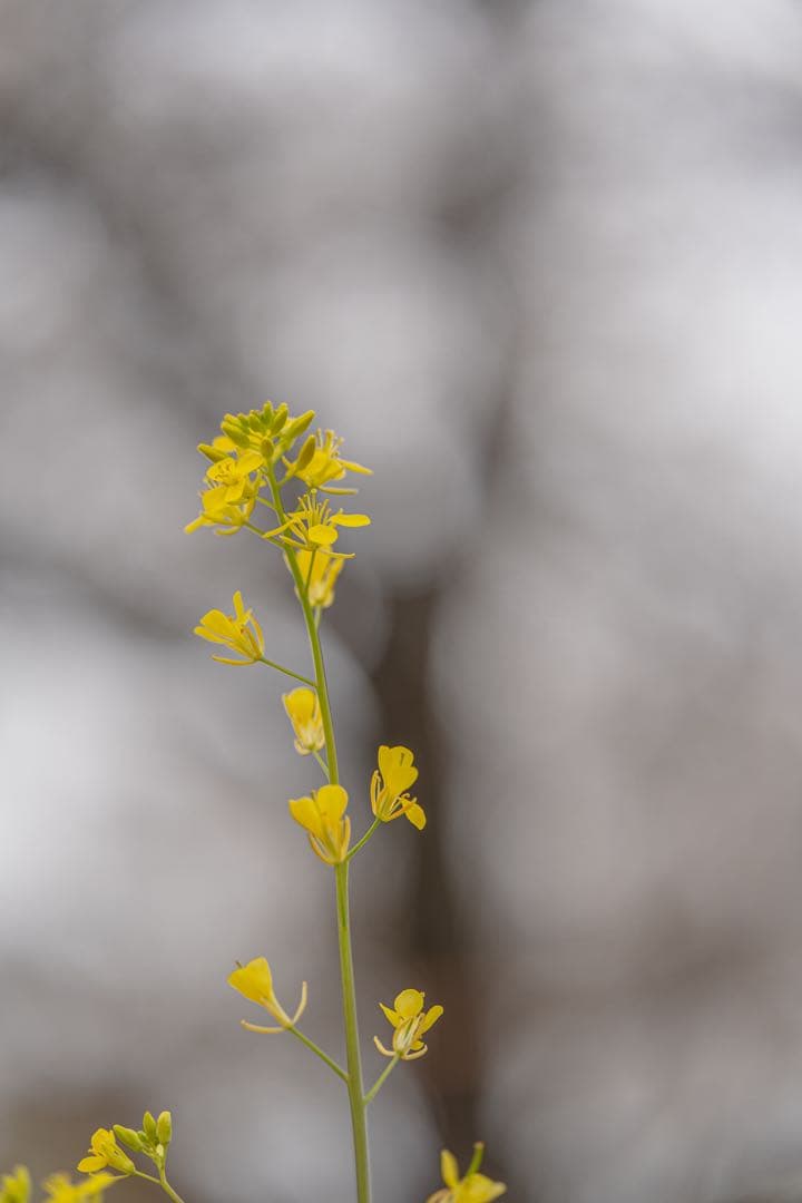 tamron 90mm F2.8 Di Ⅲ macro VXD eマウント用