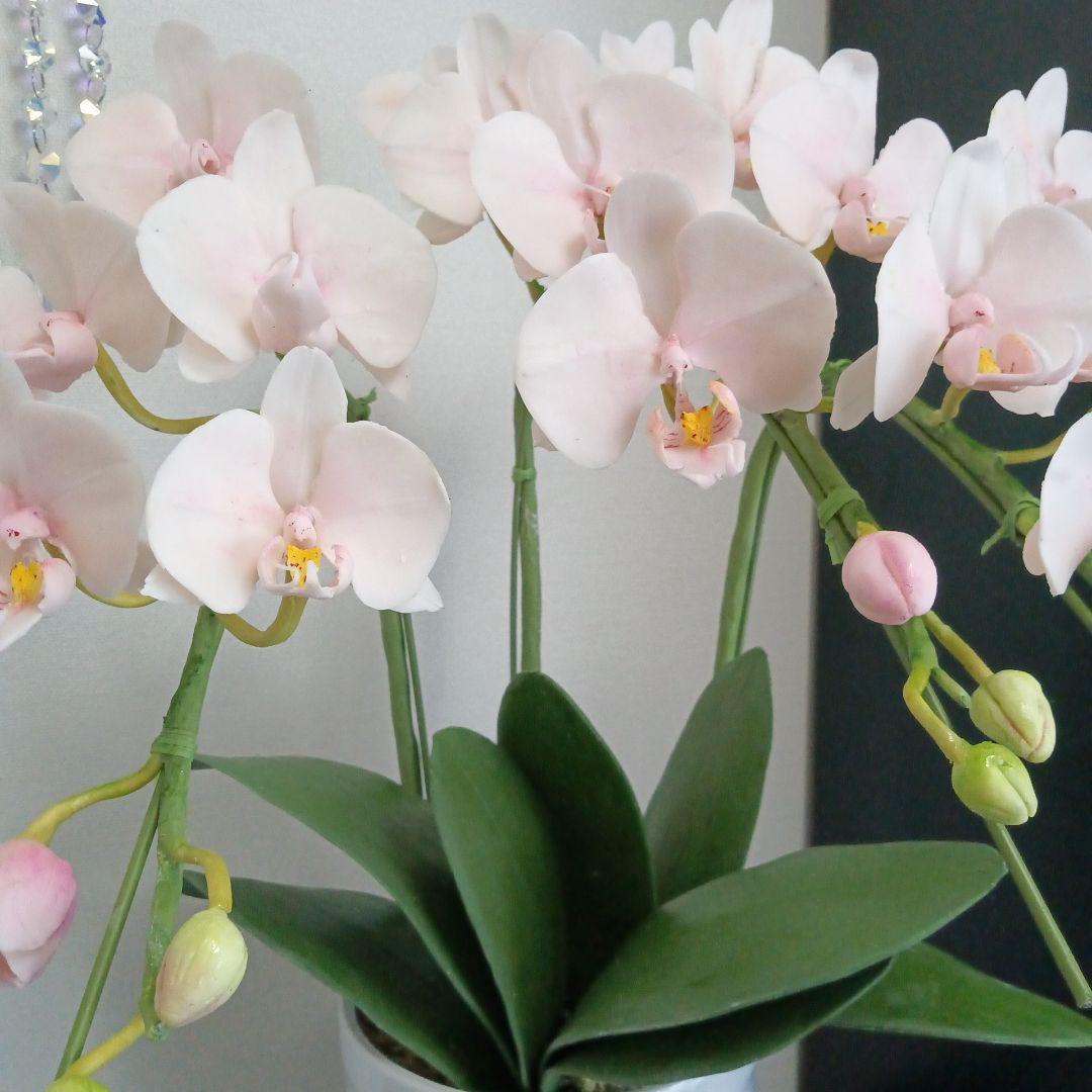 専用 3本立ちピンクの胡蝶蘭 クレイフラワー