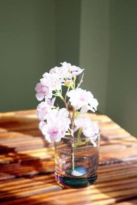 サザンオールスターズ「THANK YOU SO MUCH!!」【完全生産限定盤】