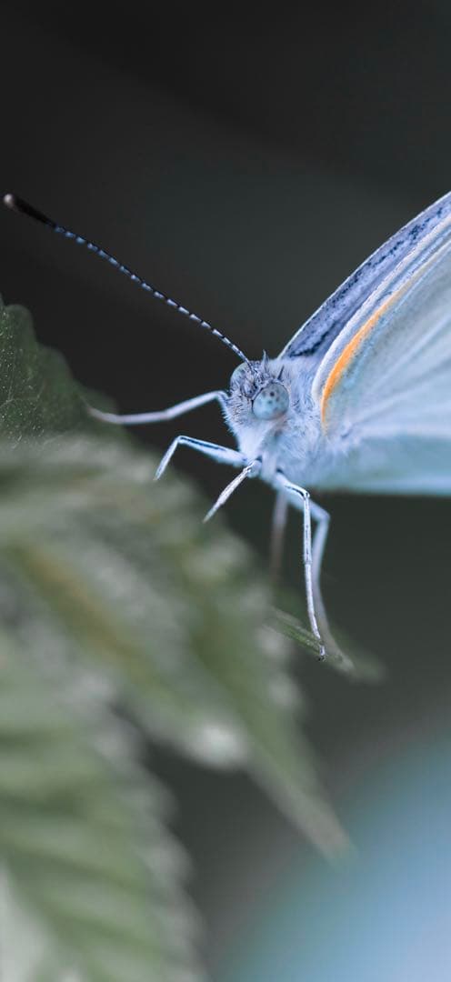 【美品】SONY FE 70-200mm F4 Macro G OSS II