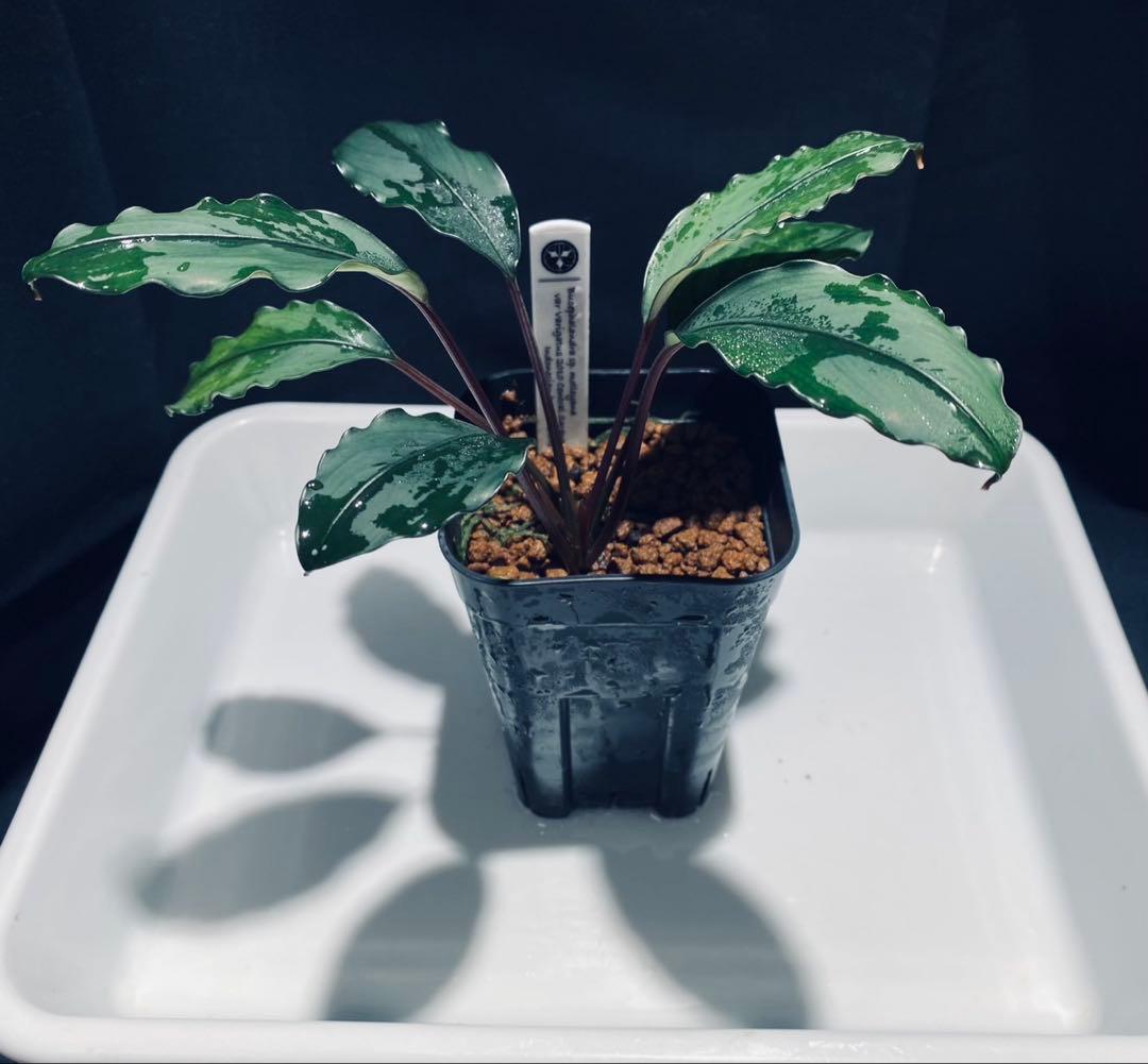 【KN便】モトレイアーナ