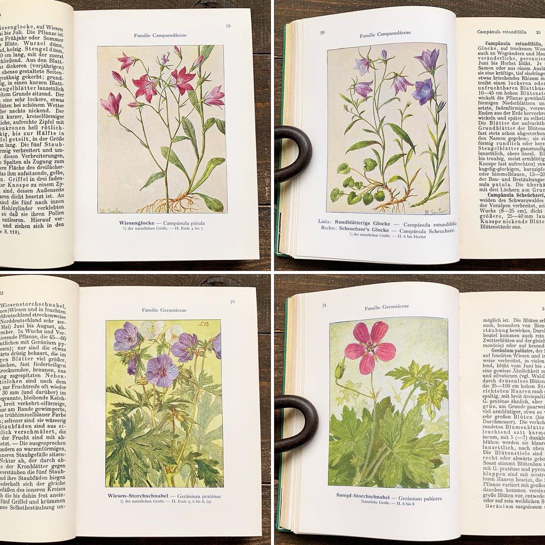 [1924年]ドイツの古い植物図鑑/植物画 ボタニカルアート 雰囲気◎/
