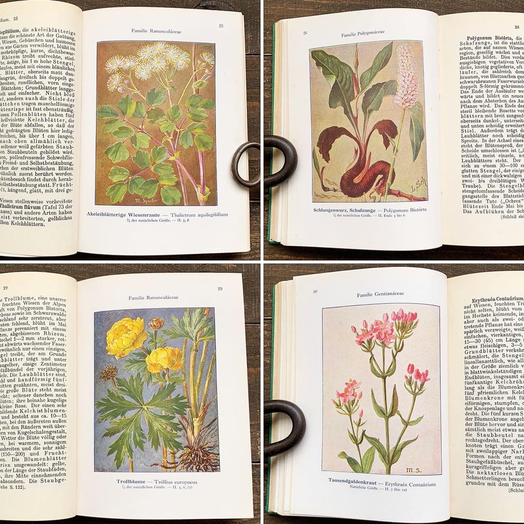[1924年]ドイツの古い植物図鑑/植物画 ボタニカルアート 雰囲気◎/
