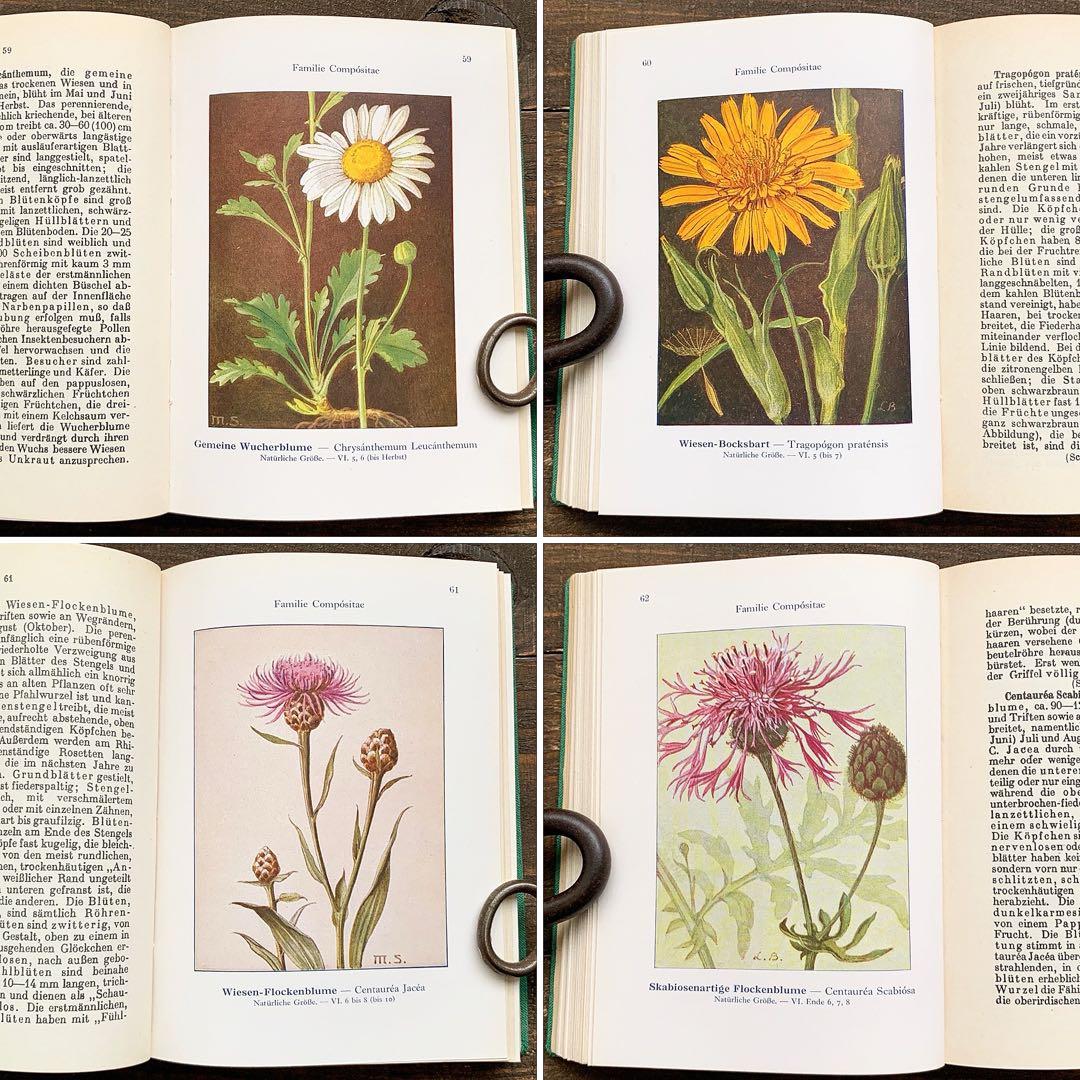 [1924年]ドイツの古い植物図鑑/植物画 ボタニカルアート 雰囲気◎/