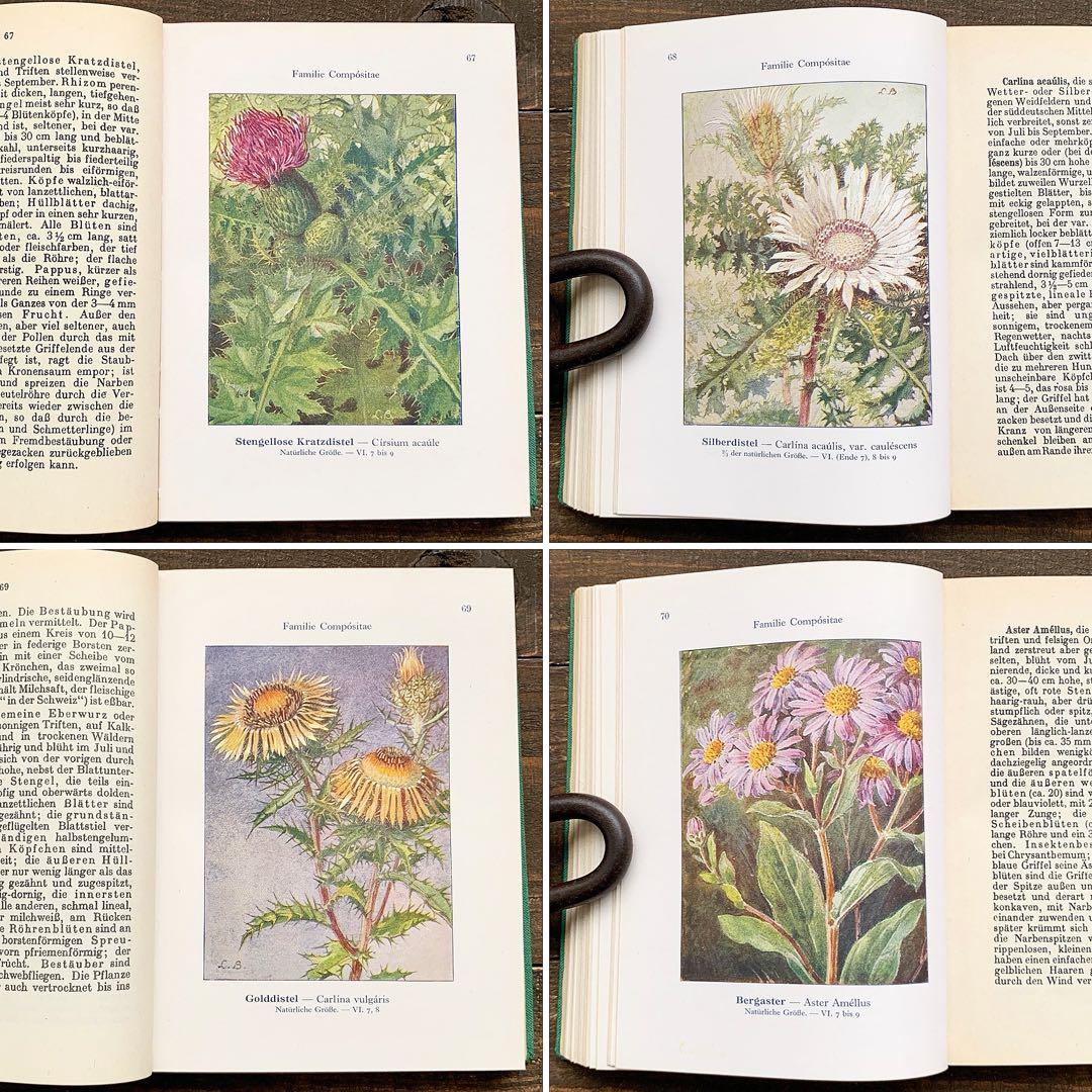 [1924年]ドイツの古い植物図鑑/植物画 ボタニカルアート 雰囲気◎/