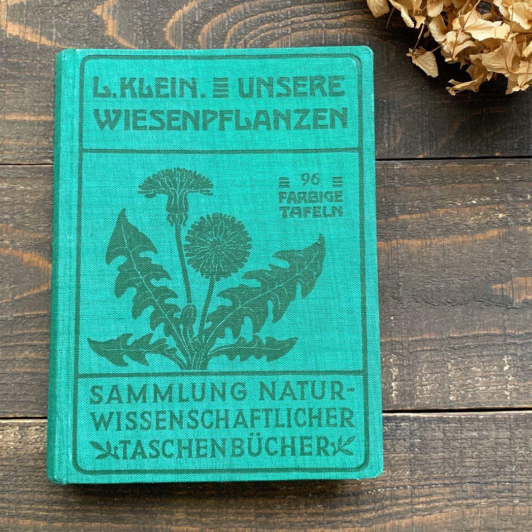 [1924年]ドイツの古い植物図鑑/植物画 ボタニカルアート 雰囲気◎/