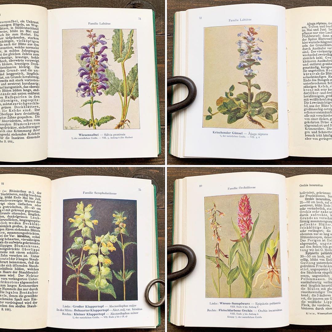 [1924年]ドイツの古い植物図鑑/植物画 ボタニカルアート 雰囲気◎/