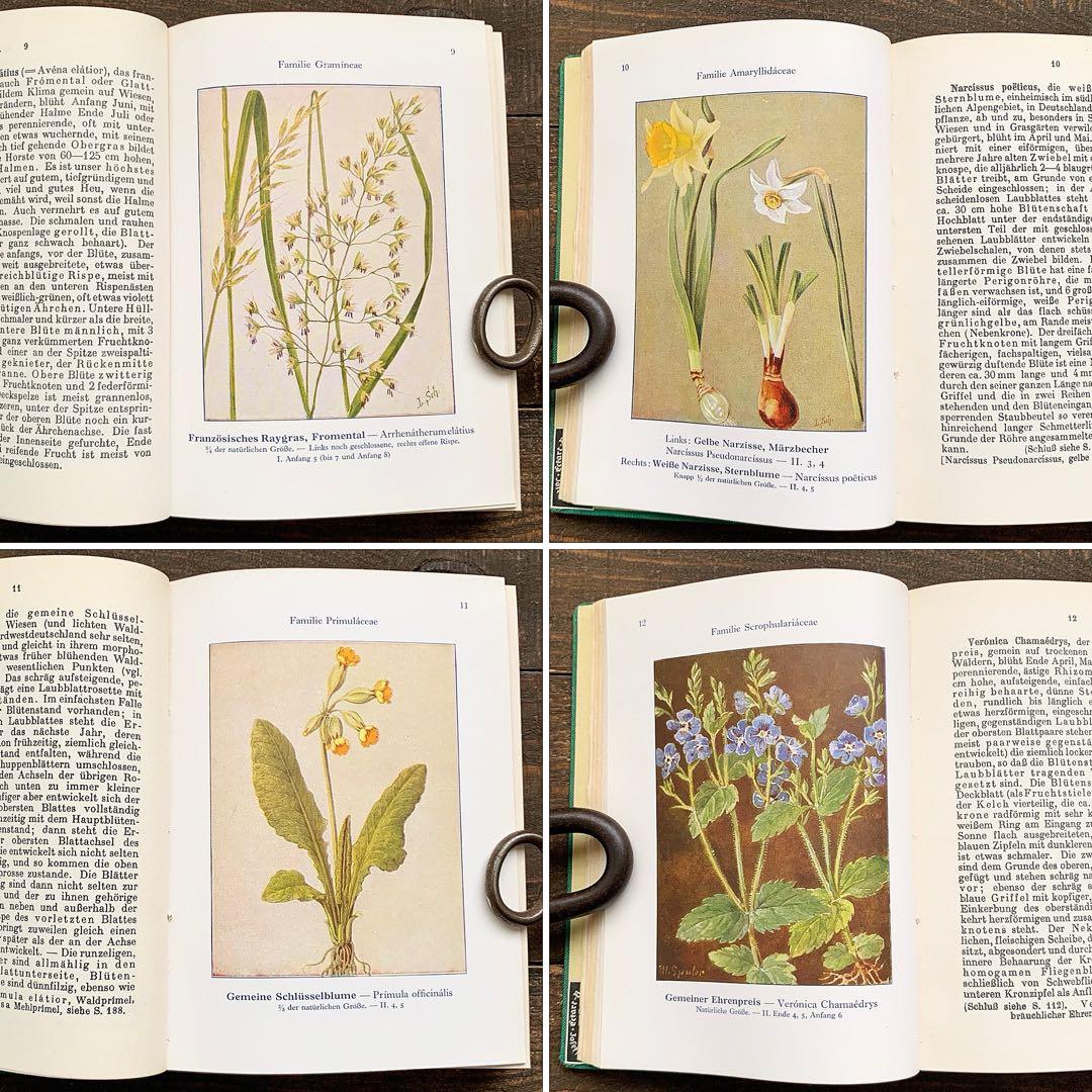 [1924年]ドイツの古い植物図鑑/植物画 ボタニカルアート 雰囲気◎/
