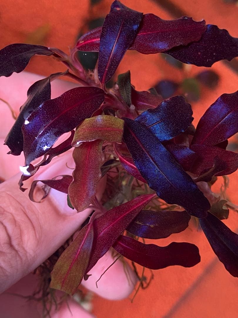 ブセファランドラspゴーストカリマンタン 群生株