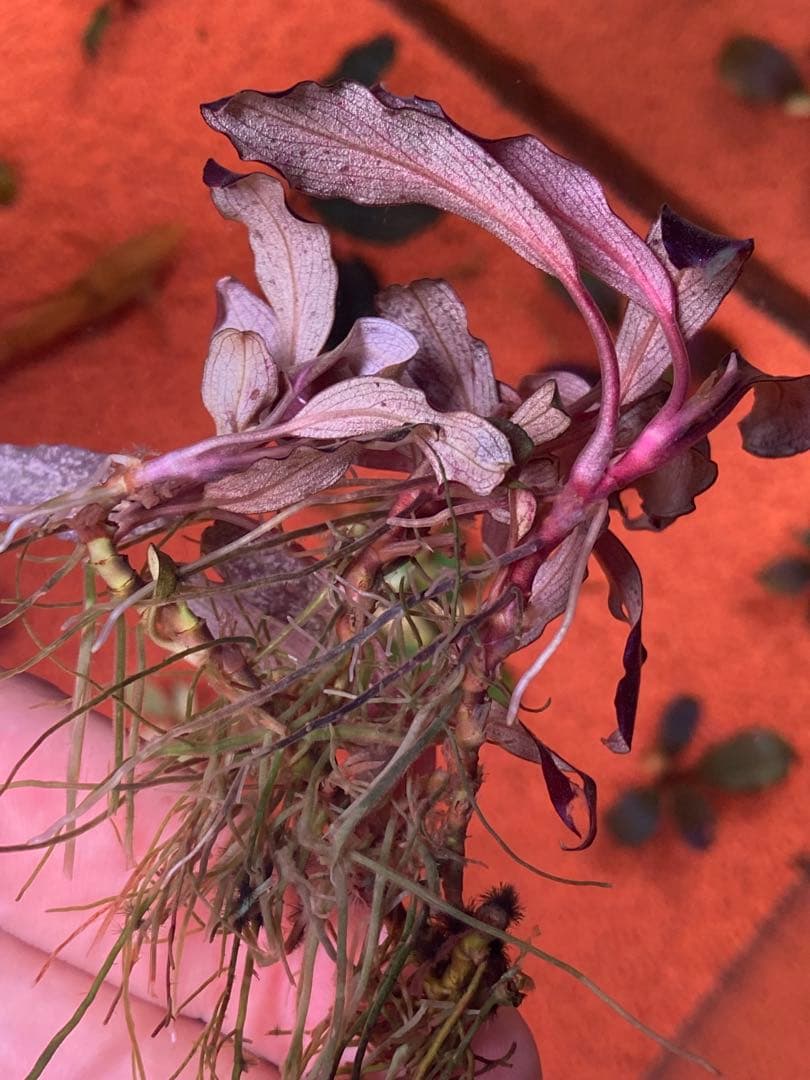 ブセファランドラspゴーストカリマンタン 群生株