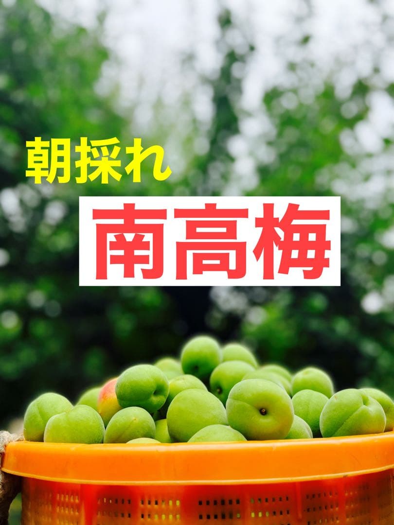 大特価！！紀州南高梅.10kg.訳あり品.農家直送