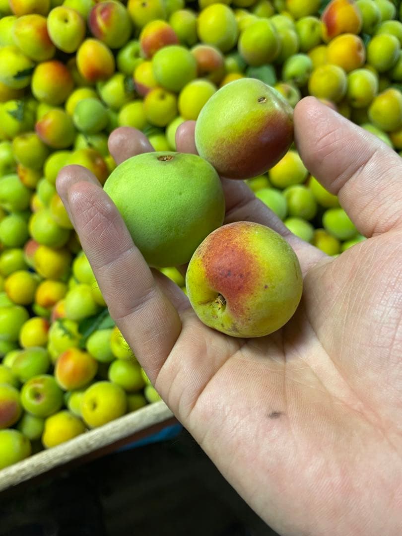 大特価！！紀州南高梅.10kg.訳あり品.農家直送