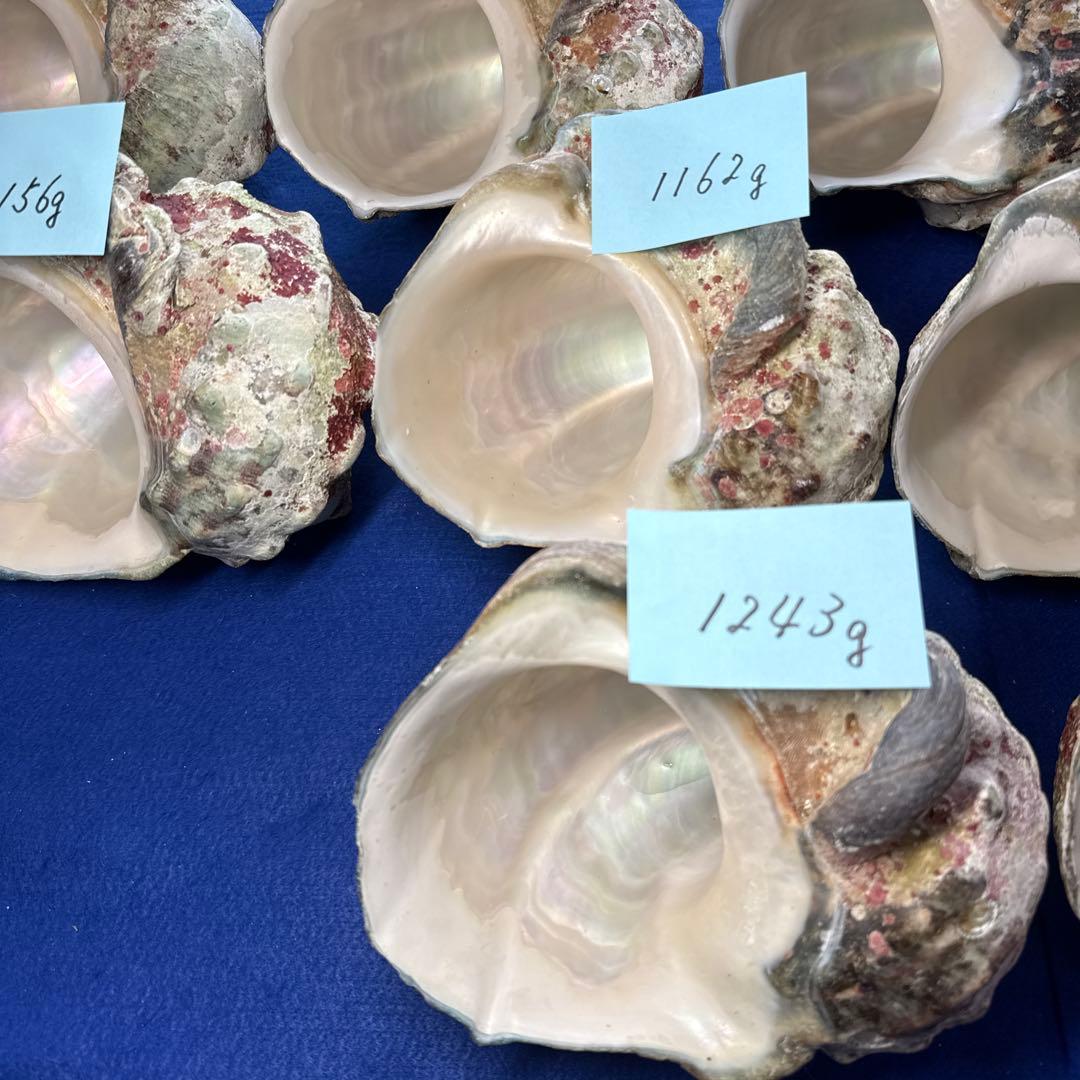 特大夜光貝　ヤコウ貝　まとめ売り　11個 12、8kgアクセサリー　ルアー