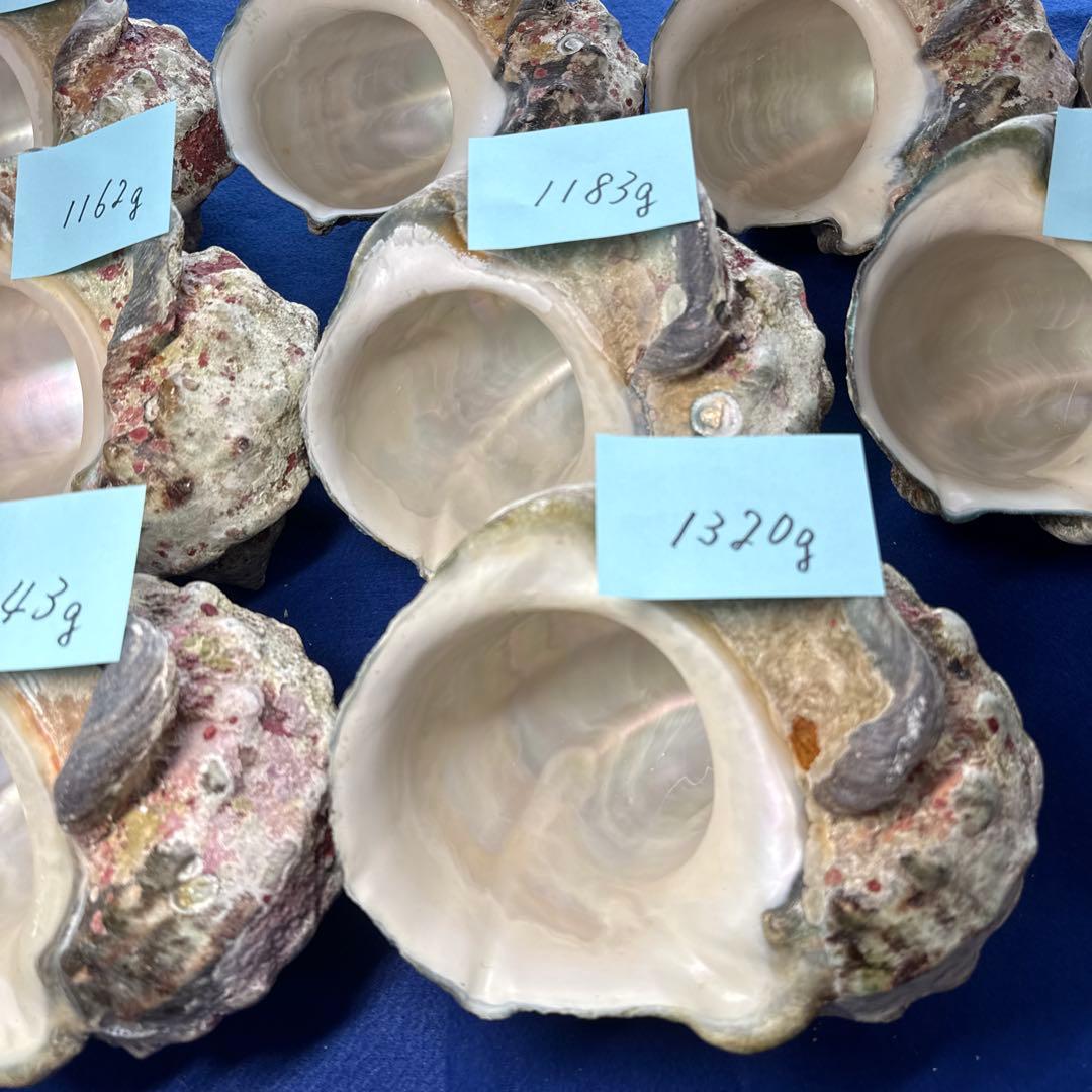 特大夜光貝　ヤコウ貝　まとめ売り　11個 12、8kgアクセサリー　ルアー