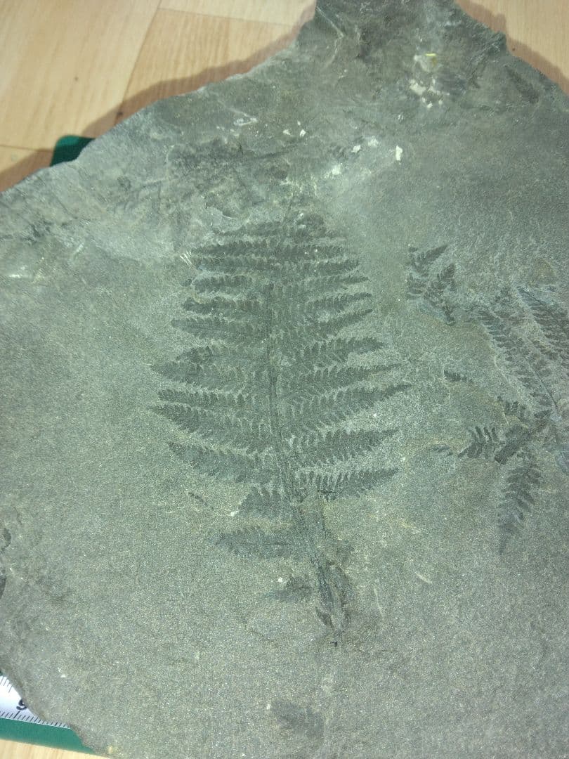 まつ　福島県産　シダ化石　大型標本　植物化石　美品