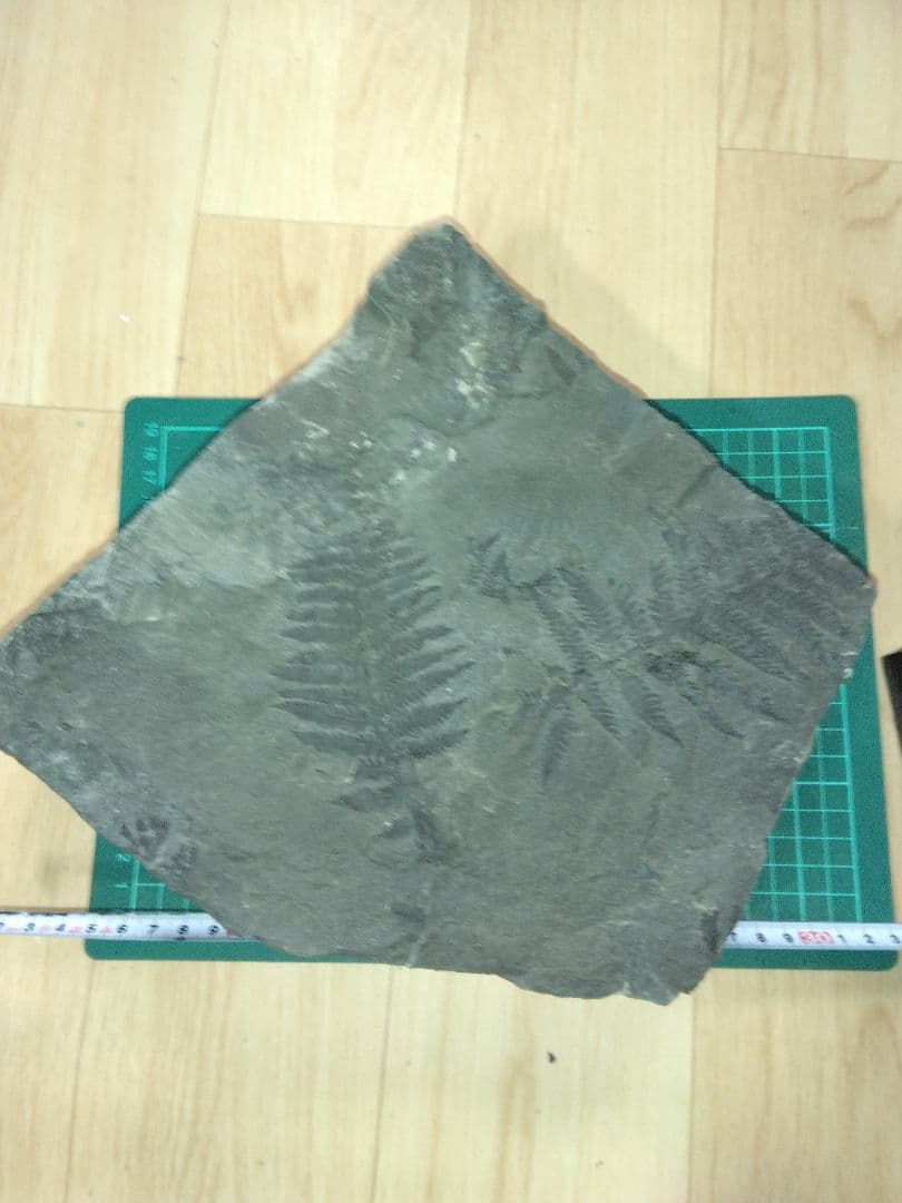 まつ　福島県産　シダ化石　大型標本　植物化石　美品