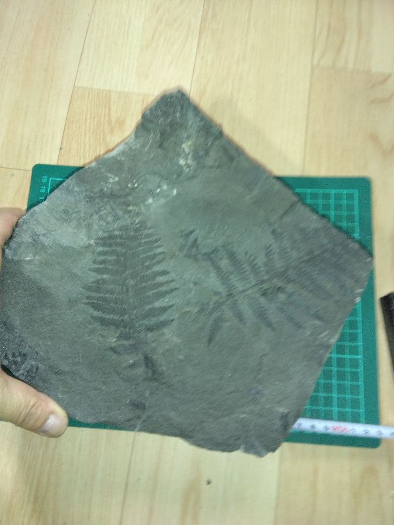 まつ　福島県産　シダ化石　大型標本　植物化石　美品